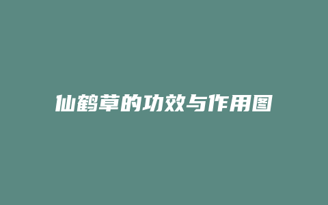 仙鹤草的功效与作用图