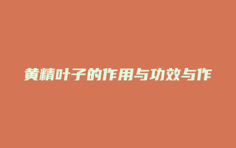 黄精叶子的作用与功效与作用