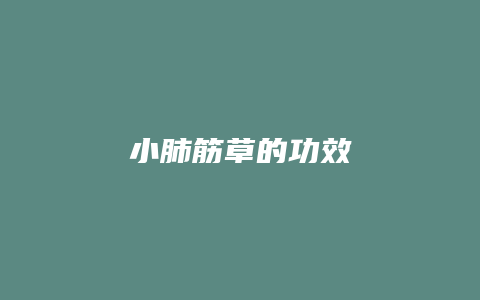 小肺筋草的功效