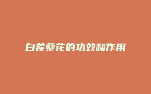 白蒺藜花的功效和作用