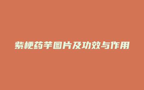 紫梗药芋图片及功效与作用