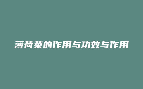 薄荷菜的作用与功效与作用
