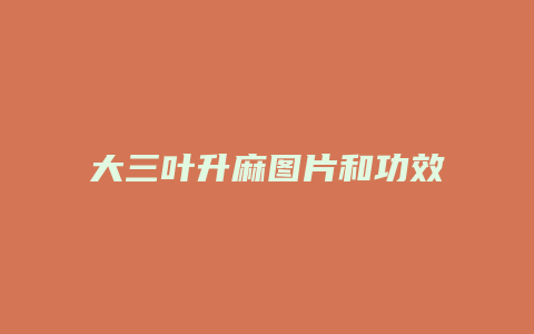 大三叶升麻图片和功效
