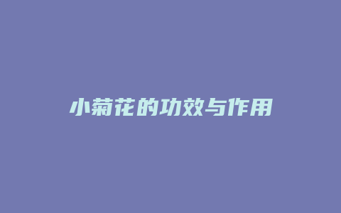 小菊花的功效与作用