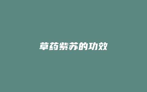草药紫苏的功效