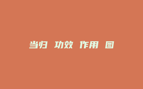 当归 功效 作用 图