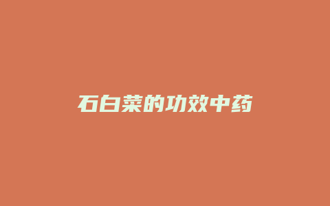 石白菜的功效中药