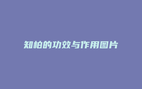 知柏的功效与作用图片