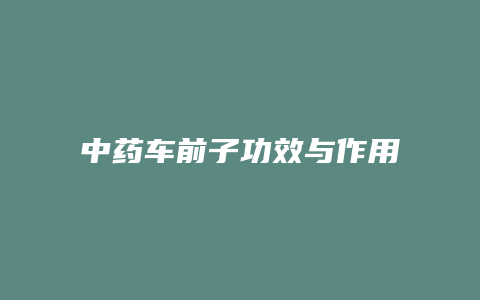 中药车前子功效与作用