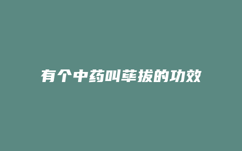 有个中药叫荜拔的功效
