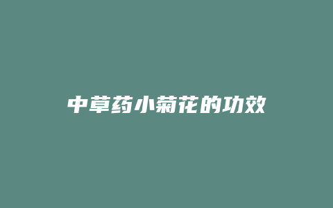 中草药小菊花的功效