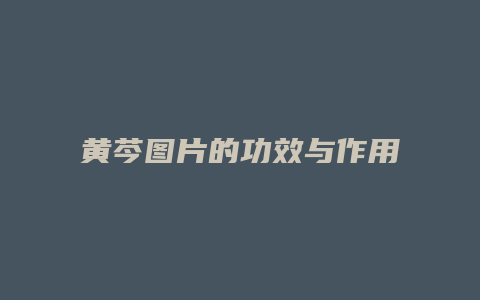 黄芩图片的功效与作用