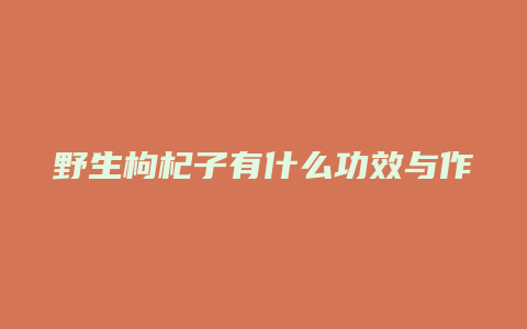 野生枸杞子有什么功效与作用