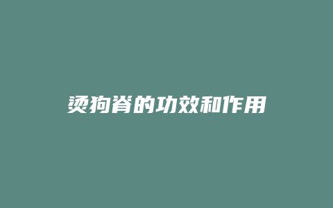 烫狗脊的功效和作用