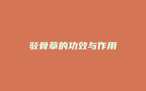 驳骨草的功效与作用