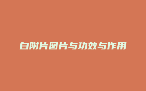 白附片图片与功效与作用