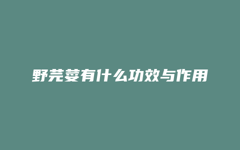 野芫荽有什么功效与作用