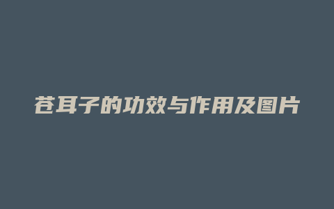 苍耳子的功效与作用及图片