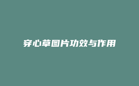 穿心草图片功效与作用