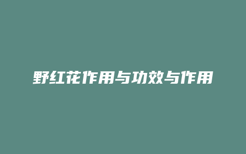 野红花作用与功效与作用
