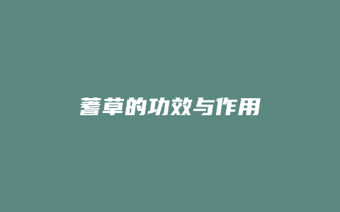 蓍草的功效与作用