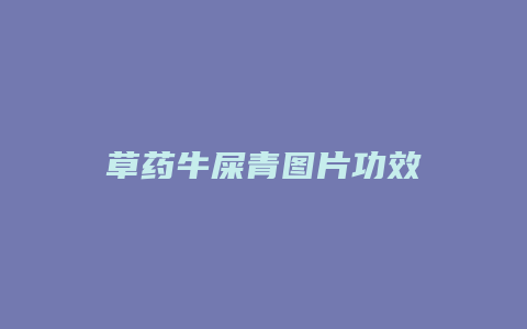 草药牛屎青图片功效