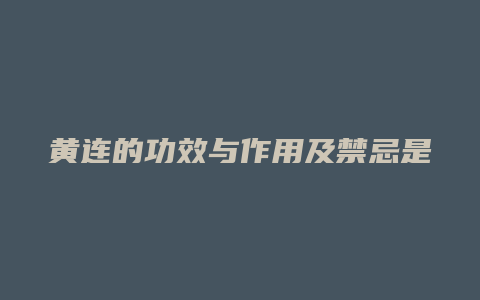 黄连的功效与作用及禁忌是什么