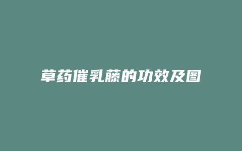 草药催乳藤的功效及图