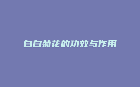 白白菊花的功效与作用