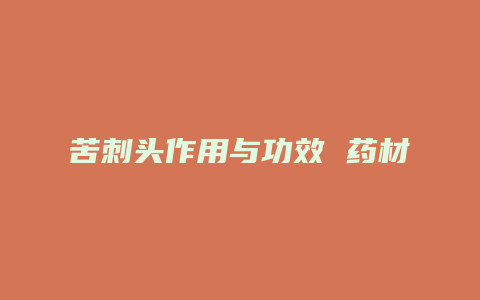 苦刺头作用与功效 药材