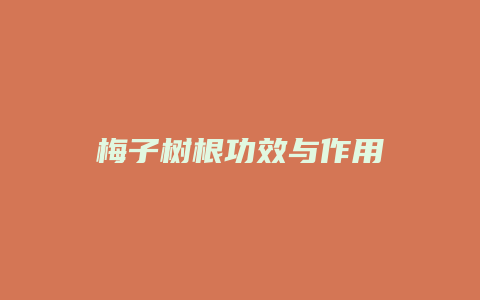 梅子树根功效与作用