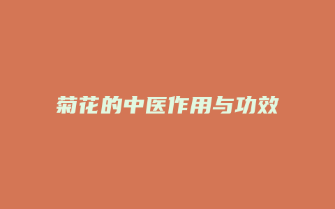 菊花的中医作用与功效