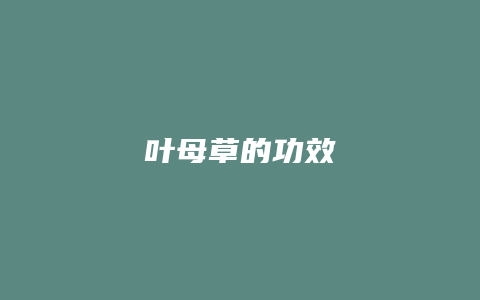 叶母草的功效