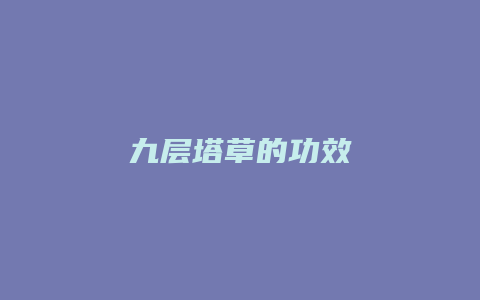 九层塔草的功效