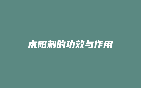 虎阳刺的功效与作用